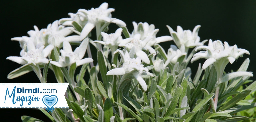 Die Edelweiß Bedeutung – Die Blume der Ewigkeit